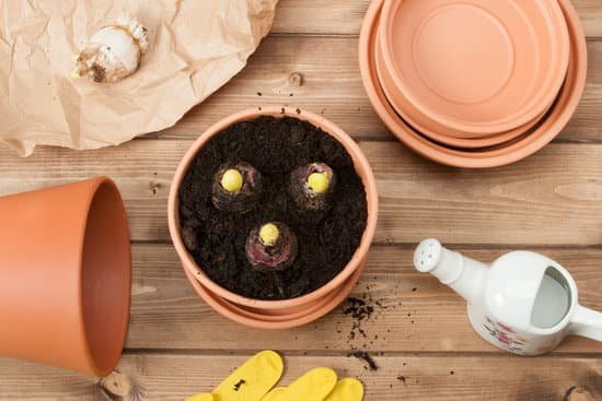 canva gardening concept. gladiolus bulbs. watering can. pots gloves MADBOPzngMk