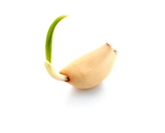 canva garlic MAC5uSnlIXw