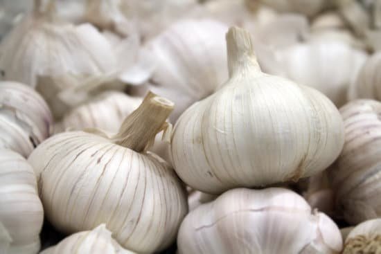 canva garlic