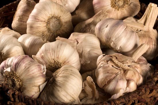 canva garlic