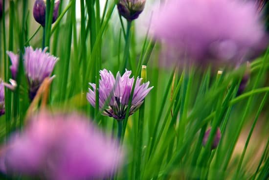 canva garlic chives