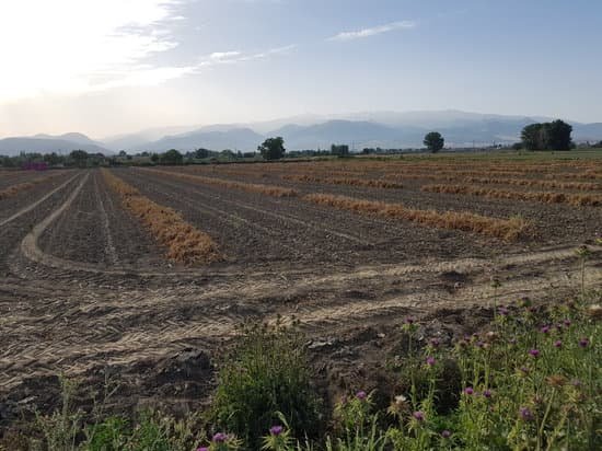 canva garlic farm in granada spain MAD MYI8QSQ