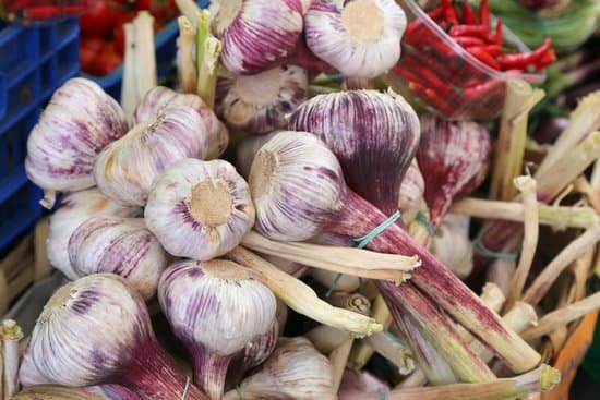 canva garlics