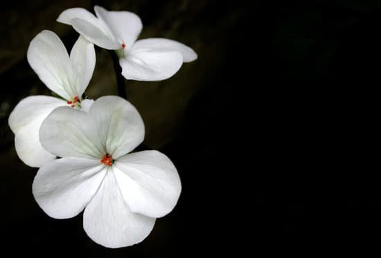 canva geranium