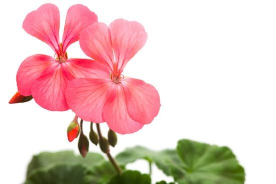 canva geranium MAC9JE8S31I