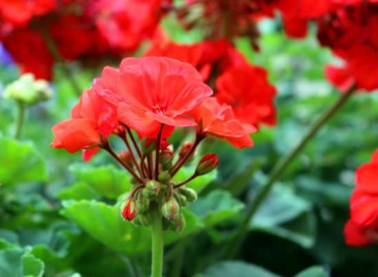 canva geranium MADBiAudhS4