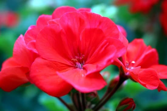 canva geranium MADBiBXoAFc