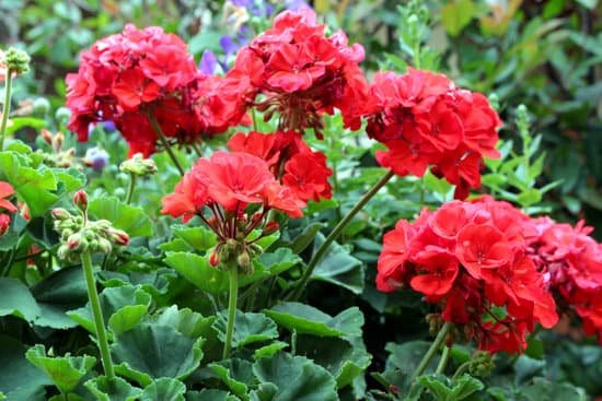 canva geranium MADBiGw9o7w