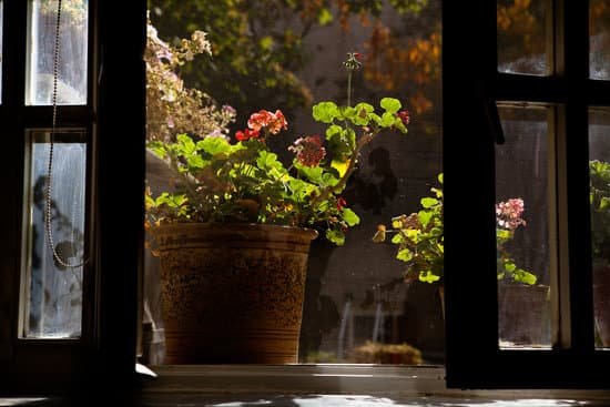 canva geranium MADCD9jQjHQ