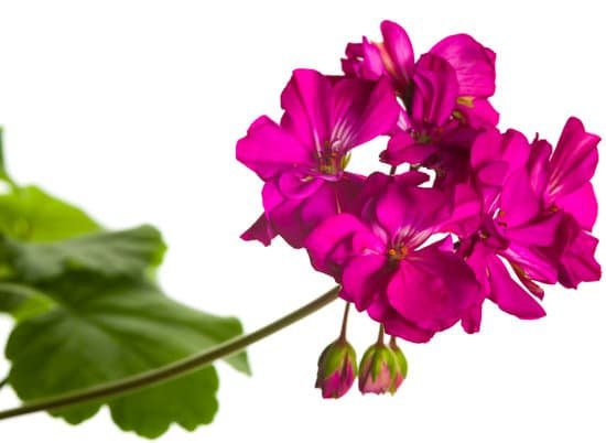 canva geranium MAEE92qVGe4