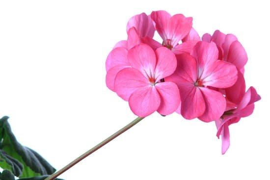 canva geranium MAEESjwFHgM