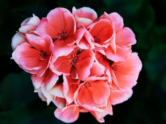 canva geranium MAEETB9Rw6g