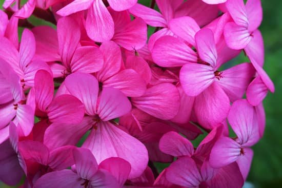 canva geranium MAEEueu0amc