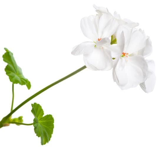 canva geranium