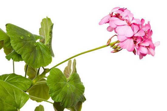 canva geranium MAEJImt37Ic