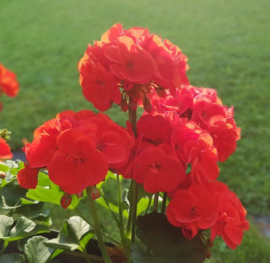 canva geranium pelargonium geranium balcony MADF7j9zJVg