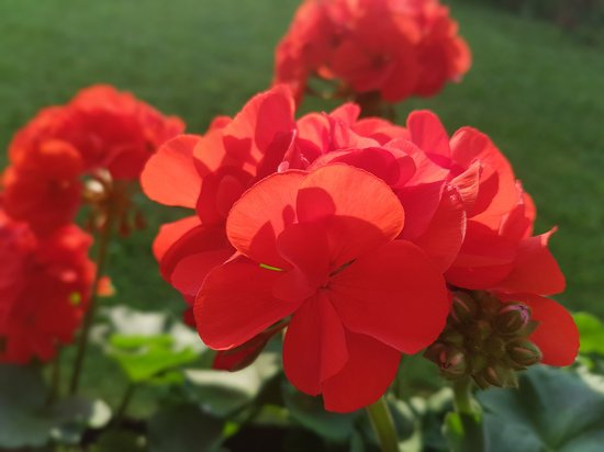 canva geranium pelargonium geranium balcony MADF7jeZIXE