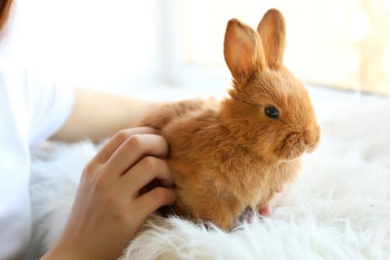 canva girl holding small rabbit closeup MAD Tv KuU8