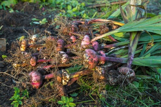 canva gladiolus bulbs dug in november MADUhcFRBBc