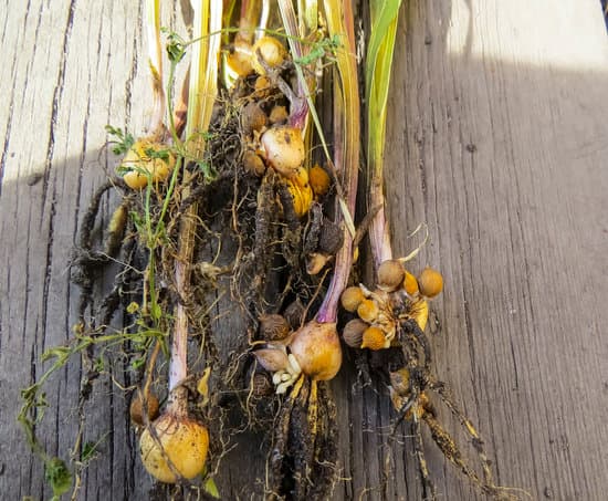 canva gladiolus bulbs on a wooden background.