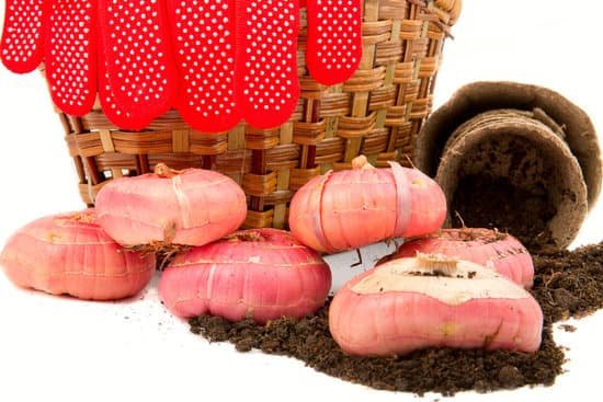 canva gladiolus bulbs with a basket gloves rope peat pots MADBEXKU0oo