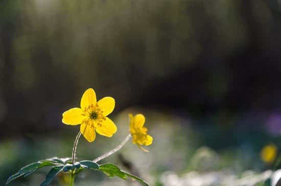 canva glowing yellow wood anemone MADb3yBdQDU