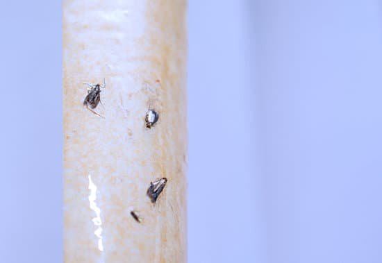 canva gnats and fruit flies stuck to fly paper. MADsg5hgXis