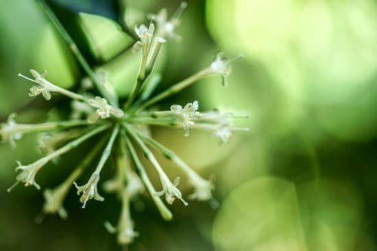 canva gold dust dracaena spotted dracaena flower. MADBL6PdGjs