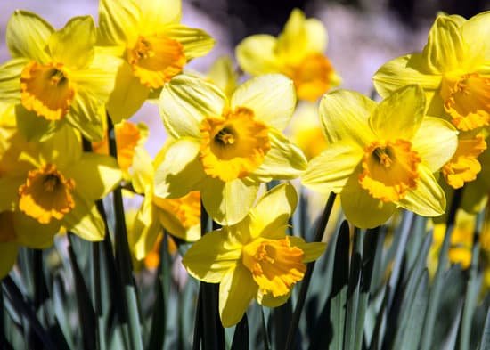 canva golden daffodils MADBLNAlMgA