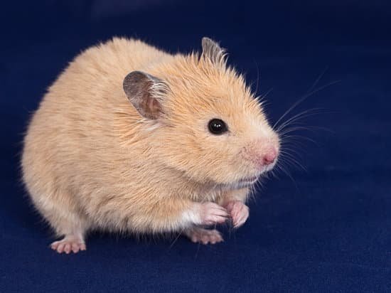 canva golden hamster
