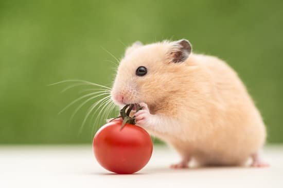 canva golden hamster MADA7RmvC78