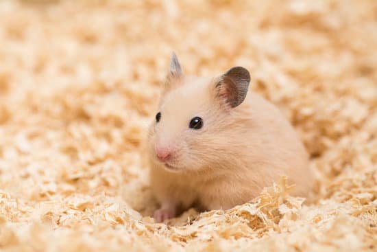 canva golden hamster MADAtm