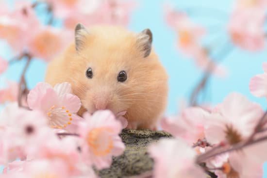 canva golden hamster MADB626DXiw