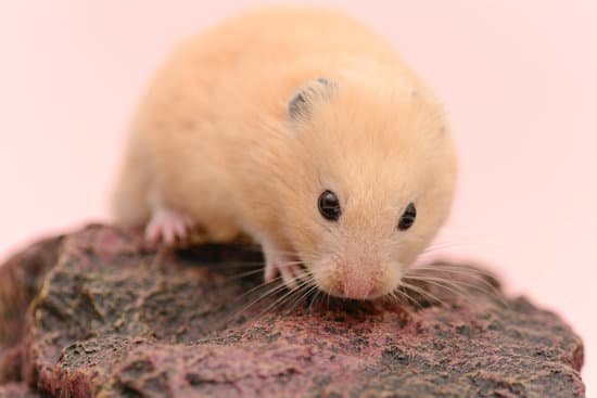 canva golden hamster MADBFHg6o6M