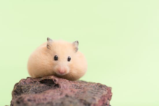 canva golden hamster MADBzm9 m7M