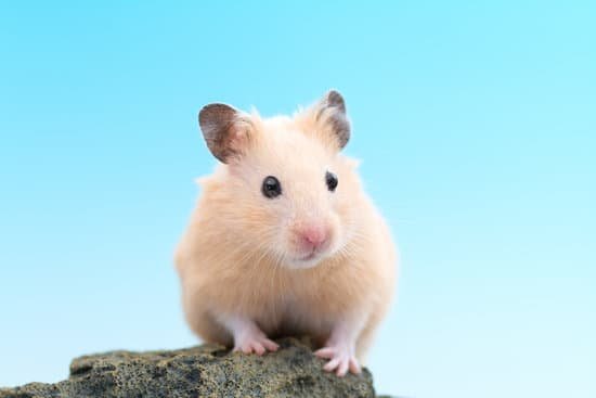 canva golden hamster MADBzrmAYzM