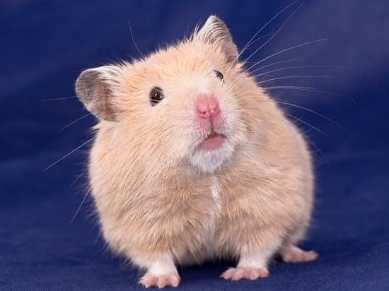 canva golden hamster MAEE6HoM wk