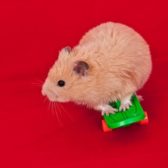 canva golden hamster MAEE6PrjuPc