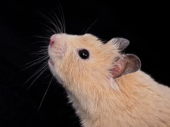 canva golden hamster MAEE6UhAHeE