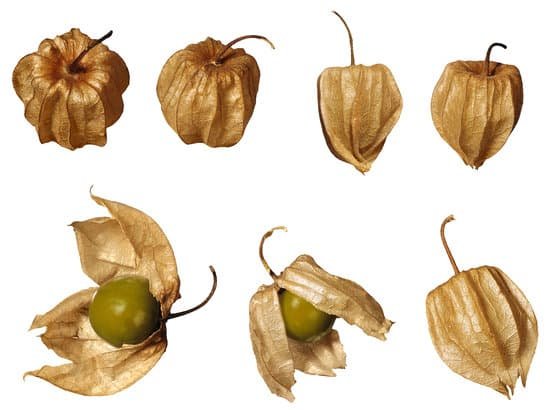 canva gooseberries MAC77faUH1U