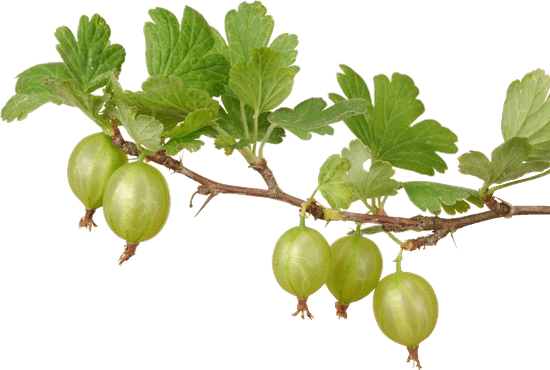 canva gooseberry MACEGQgVNEM