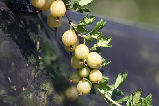 canva gooseberry MAEEYVoDA5o