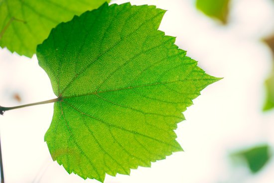 canva grape vine green garden nature ecology. closeup high detail green leaf texture with chlorophyll and process of photosynthesis in plant. MADF FHuBCE