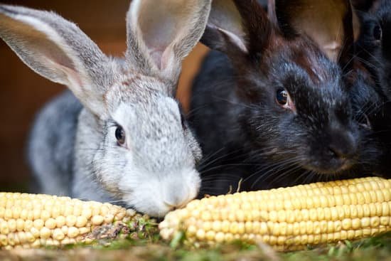 canva gray and black bunny rabbits eating corn MADng8IhwJI