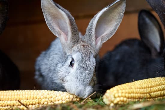 canva gray and black bunny rabbits eating ear of corn MADk9gXWVAI