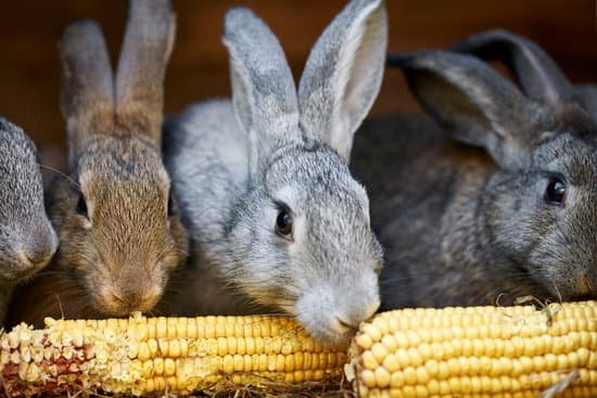 canva gray and brown rabbits eating corn MADq0efUwEg