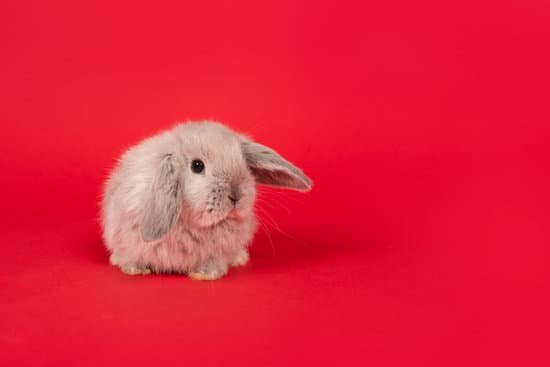 canva gray rabbit on red background