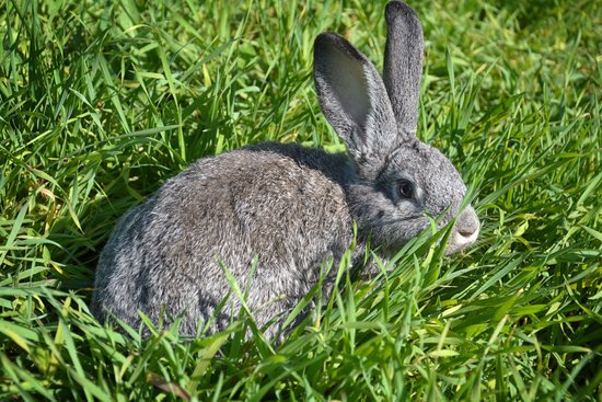 canva gray rabbit on the grass MADIWhL6Vd8