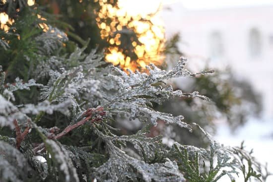 canva green arborvitae branch in the snow MAC0inEieuk