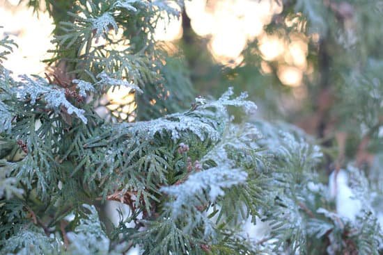 canva green arborvitae branch in the snow MAC0ityquPE